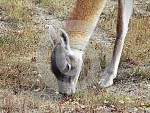 Young Guanaco in Torres del Paine National Park, Chile