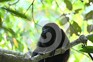 Young Guatemalan Black Howler Monkey