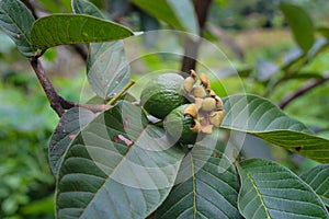 Young guava growing on tree branches in the garden