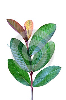 Young guava leaves