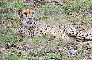 A young Guepard