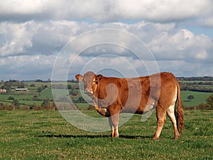 Young Guernsey Cow