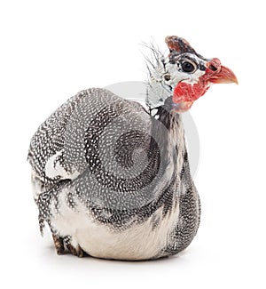 Young guinea fowl.