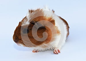 Young guinea pig 2