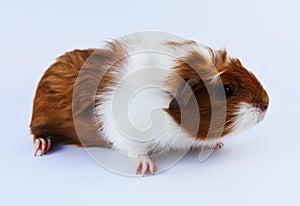 Young guinea pig