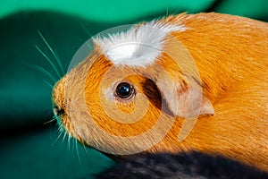 Young guinea pig, close-up photography