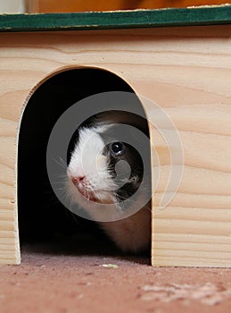 Young guinea pig in the shelter