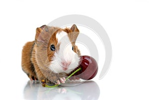 Young guinea pig with sour cherry