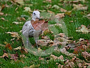 Young gull eating leaves