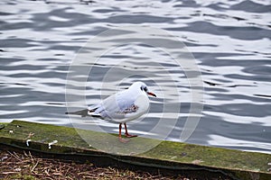 Young gull looking out over the sea