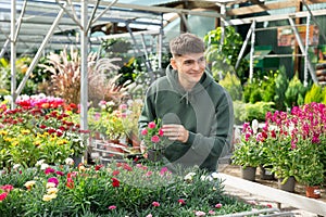 Young guy landscape designer view contemplate and examines dianthus plants