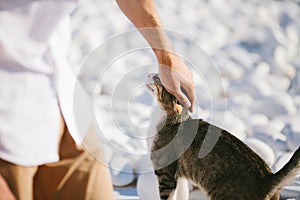 Young guy petting a cute cat on the street