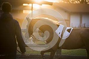 Young guy training his horse