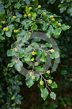 Young hairy beech nuts have already appeared on the branches of European beech Fagus sylvatica. The state of nature in late