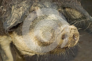 Young hairy boar