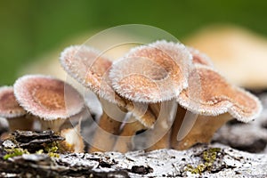 Young hairy mushroom cluster