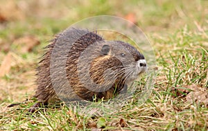 Young hairy river coypu