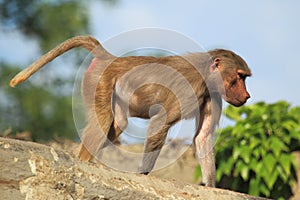 Young hamadryas baboon