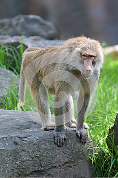 Young Hamadryas baboon