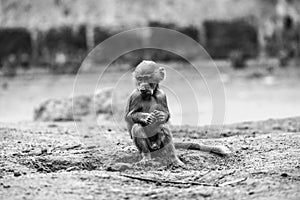 Young Hamadryas baboon (Papio hamadryas)