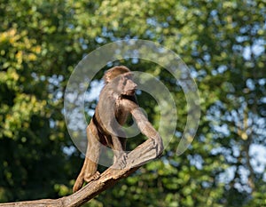 Young hamadryas baboon in a tree