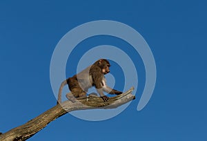 Young hamadryas baboon in a tree