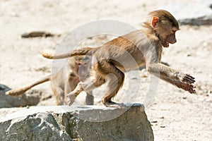 Young Hamadryas baboons running and playing