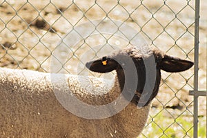 Young hampshire lamb  