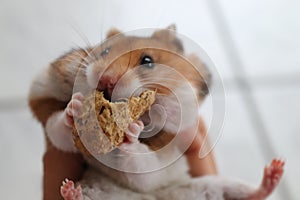 Young hamster female eating peanut