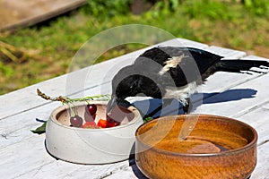 Young hand raised Magpie is eating.