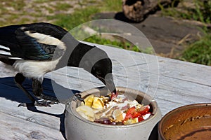 Young hand raised Magpie is eating.