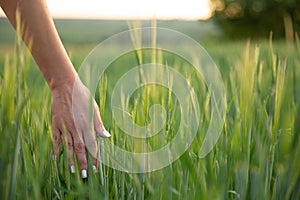 Young hand touch green grass on field during sunset ,nature