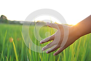 Young hand touch green rice on field during sunset