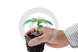 Young hands taking a plant