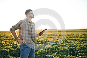 Young handsome agriculture engineer in soybean field with tablet in hands in early summer