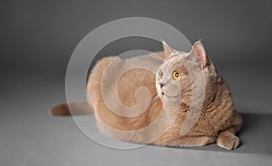 Young handsome british cat on gray background