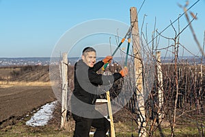 Young handsome man in black jacket and orange work gloves stands on the stepladder and pruning tree with clippers and