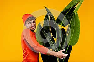 Young handsome man in orange hat holds huge houseplant, isolated yellow background