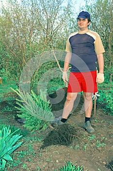 A young handsome man plants a sapling of spruce