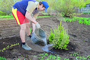 A young handsome man plants a sapling of spruce