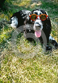 Young handsome spaniel dog wearing red sunglasses lies on green grass on sunny day. Summer postcard with pet. Copy space