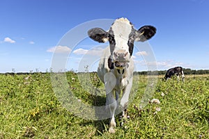 Young happy cow coming in front, looking cheerful, green field and blue sky