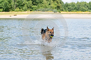 Young happy German Shepherd, playing in the water. The dog splashes and jumps happily in the lake. Yellow tennis ball in