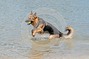 Young happy German Shepherd, playing in the water. The dog splashes and jumps happily in the lake. Yellow tennis ball in