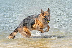 Young happy German Shepherd, playing in the water. The dog splashes and jumps happily in the lake. Yellow tennis ball in its mouth