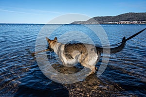 A young happy German Shepherd plays with a stick in a lake. Blue water and mountains in the background