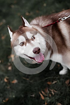 Young Happy Husky Eskimo Dog Sitting In Grass Outdoor.