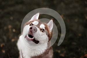 Young Happy Husky Eskimo Dog Sitting In Grass Outdoor.