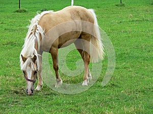 A young and happy Palomino horse