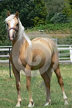 A young and happy Palomino horse